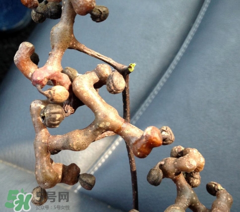 拐棗為什么沒(méi)人買？拐棗學(xué)名是什么