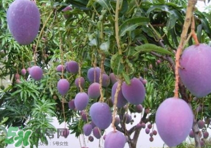 芒果有哪些品種？哪種芒果最好吃？