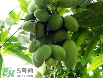 芒果有哪些品種？哪種芒果最好吃？