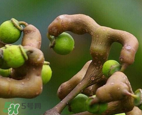 拐棗怎么泡酒？拐棗的功效與作用