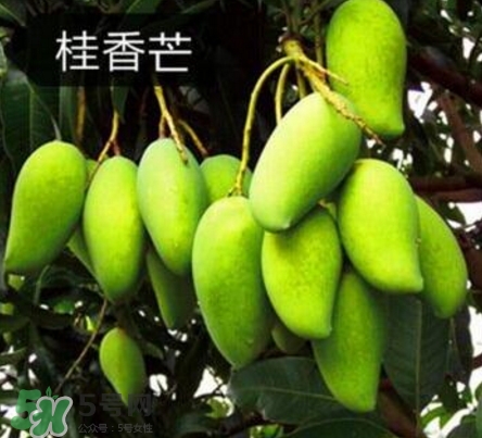 芒果有哪些品種？哪種芒果最好吃？