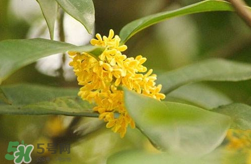 新鮮桂花怎么清洗？新鮮桂花可以冷凍嗎？