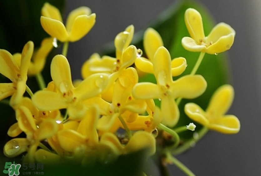 新鮮桂花怎么清洗？新鮮桂花可以冷凍嗎？