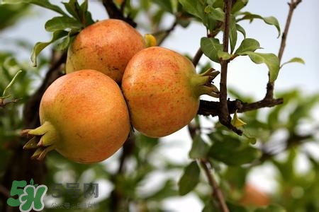中秋節(jié)吃石榴嗎？中秋節(jié)吃石榴有什么寓意？