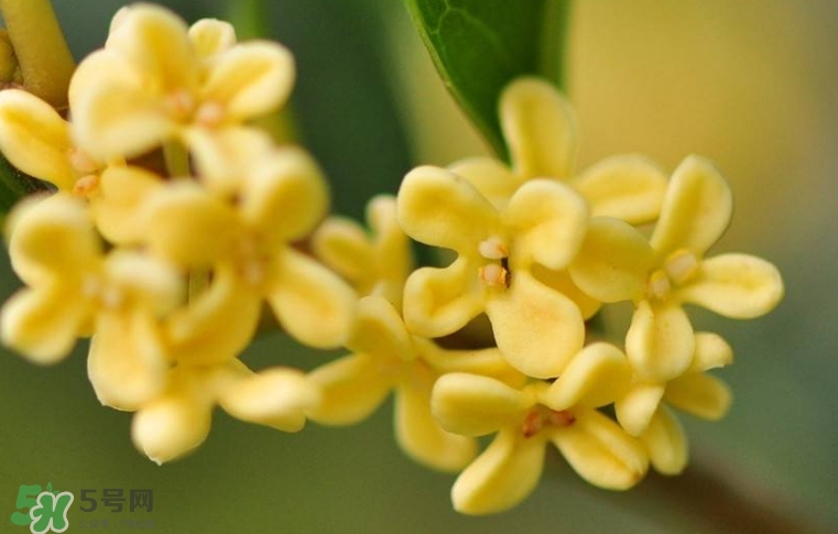 新鮮桂花怎么清洗？新鮮桂花可以冷凍嗎？