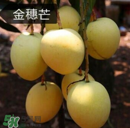 芒果有哪些品種？哪種芒果最好吃？