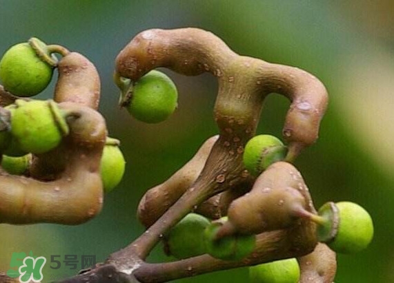 新鮮拐棗吃著澀怎么處理？拐棗為什么澀