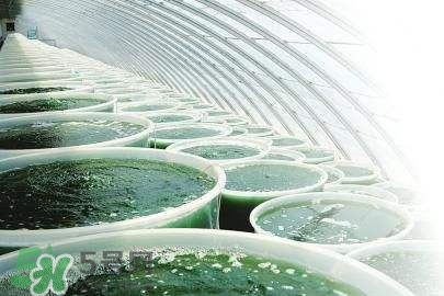 螺旋藻是飯前吃還是飯后吃？螺旋藻怎么吃？