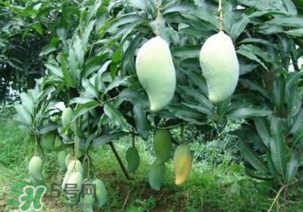 芒果有哪些品種？哪種芒果最好吃？