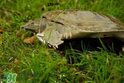 甲魚(yú)又叫什么？甲魚(yú)吃什么食物