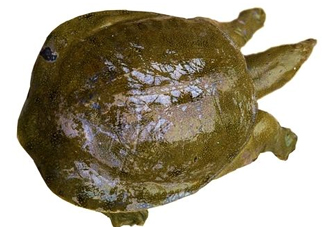腳魚有靈性嗎？腳魚吃了有什么好處