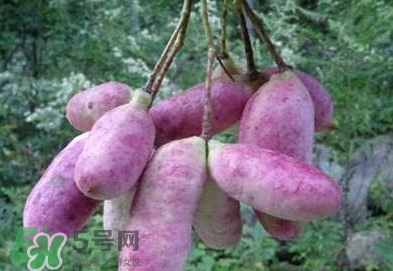 八月瓜可以補(bǔ)腎嗎？八月瓜的營養(yǎng)價值