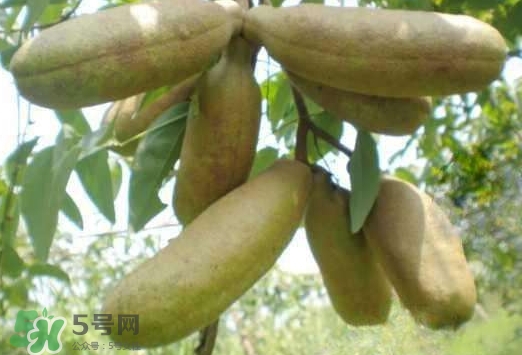 八月瓜可以經(jīng)常吃嗎？八月瓜可以多吃嗎？