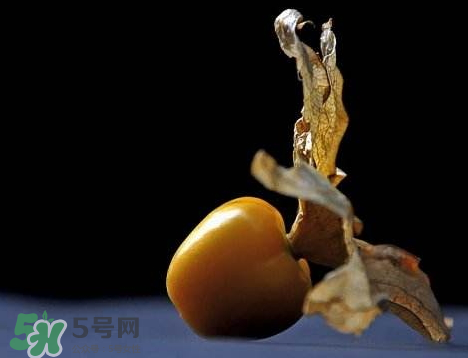 姑娘果可以泡水喝嗎？姑娘果怎么泡水喝？