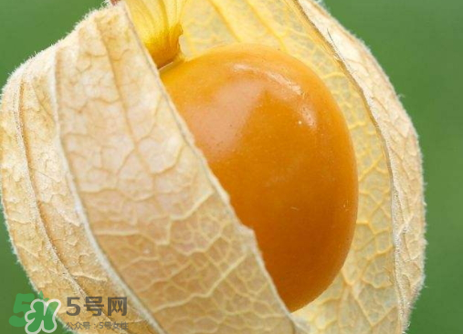 燈籠果是熱性還是涼性？燈籠果是涼性的嗎？