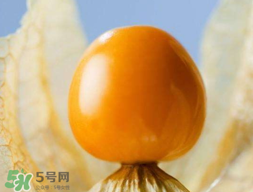 燈籠果是熱性還是涼性？燈籠果是涼性的嗎？