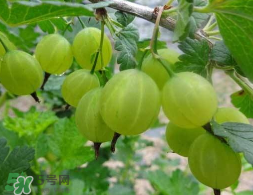 燈籠果什么時(shí)候種植？燈籠果怎么種植？