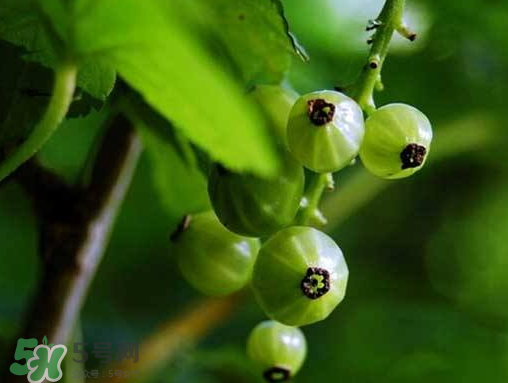 燈籠果什么時(shí)候種植？燈籠果怎么種植？