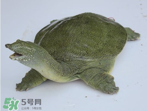 甲魚是魚嗎？甲魚是發(fā)物嗎