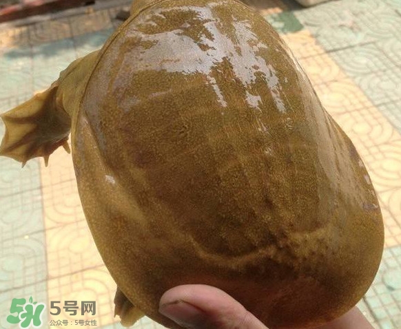 甲魚(yú)又叫什么？甲魚(yú)吃什么食物