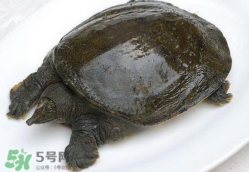 腳魚有靈性嗎？腳魚吃了有什么好處