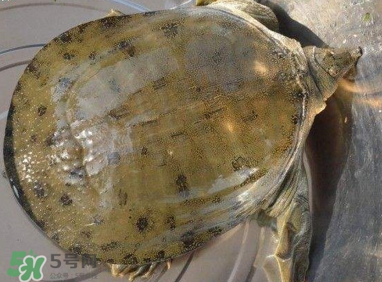 腳魚不能和什么一起吃？腳魚可以燉蟲草嗎