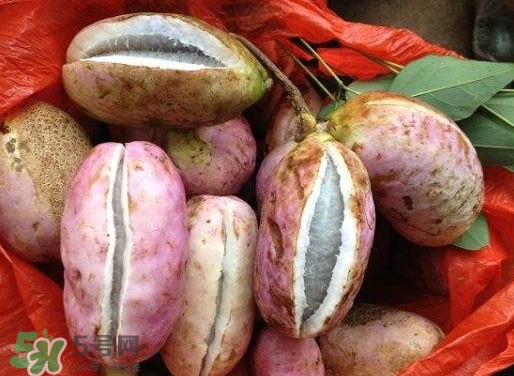 八月瓜孕婦能吃嗎？八月瓜的功效與作用