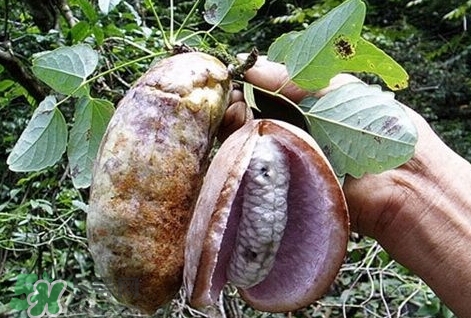 八月瓜能種植嗎？八月瓜怎么種植？