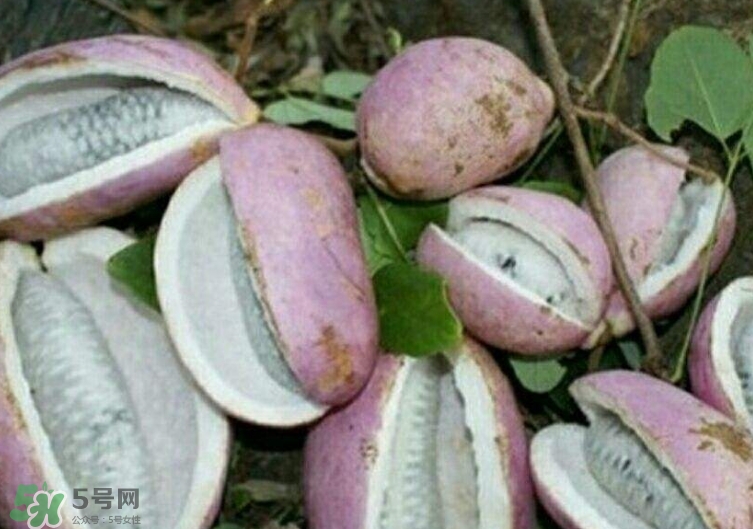 八月瓜能種植嗎？八月瓜怎么種植？