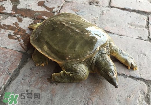 腳魚是什么？腳魚和烏龜?shù)膮^(qū)別