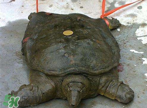 甲魚是烏龜嗎？甲魚是王八嗎？