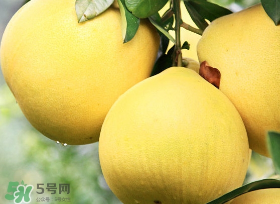經(jīng)期能吃蜜柚嗎？蜜柚能和葡萄一起吃嗎