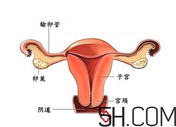 子宮畸形有哪些？子宮畸形有什么影響？
