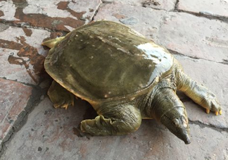 腳魚是什么？腳魚和烏龜?shù)膮^(qū)別