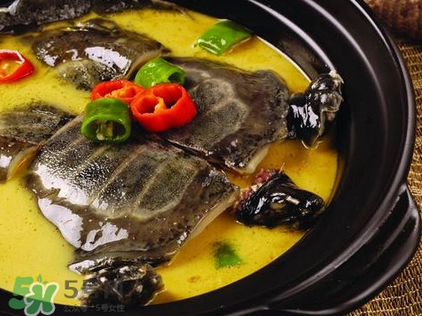 甲魚(yú)又叫什么？甲魚(yú)吃什么食物