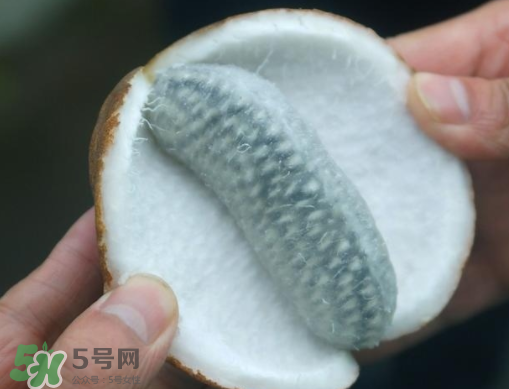 八月瓜可以補(bǔ)腎嗎？八月瓜的營養(yǎng)價值
