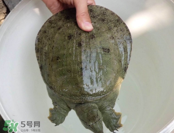 腳魚不能和什么一起吃？腳魚可以燉蟲草嗎