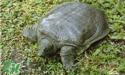 甲魚是烏龜嗎？甲魚是王八嗎？