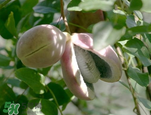 八月瓜可以補(bǔ)腎嗎？八月瓜的營養(yǎng)價值