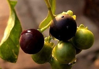 龍葵果可以治癌癥嗎？吃龍葵果有什么好處