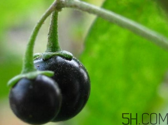 龍葵果可以吃嗎？龍葵果能不能當(dāng)水果吃