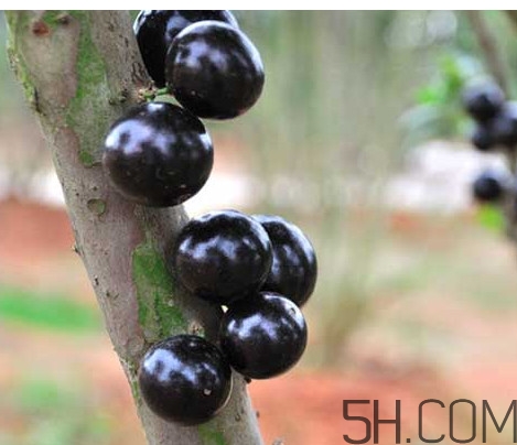 樹(shù)葡萄皮和核能吃嗎？樹(shù)葡萄多久結(jié)果