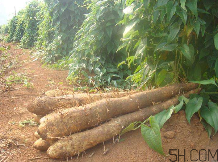 吃山藥會(huì)胖嗎？山藥去皮的技巧