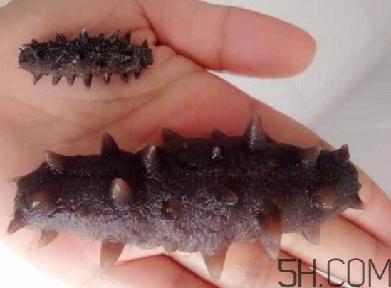 海參是海鮮嗎？海參是動物還是植物？
