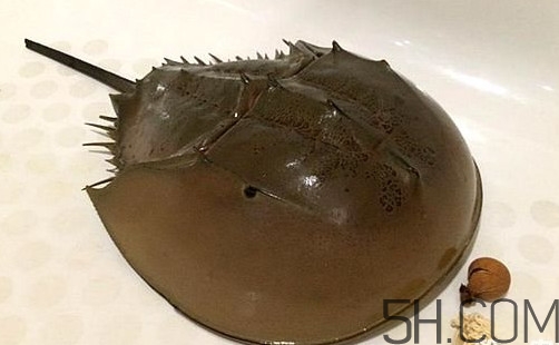 中華鱟是保護(hù)動(dòng)物嗎？中華鱟和圓尾鱟的區(qū)別
