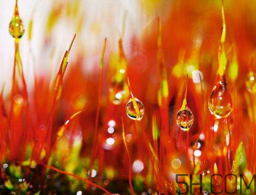 2017年寒露會下雨嗎？寒露下雨好嗎？