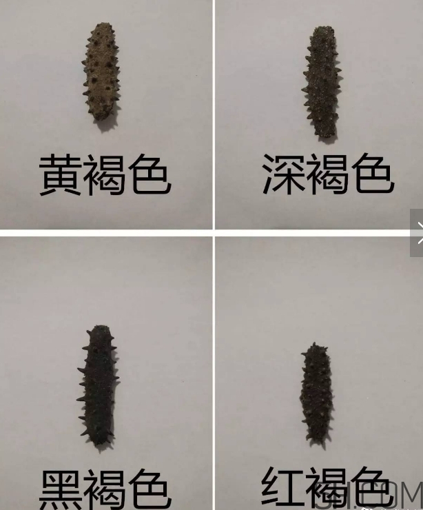 海參顏色深好還是淺好？海參顏色發(fā)白時怎么回事？