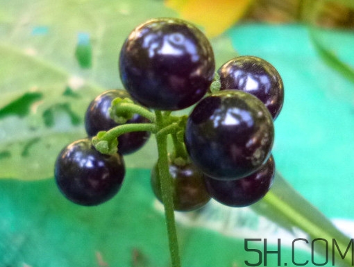 龍葵果泡酒有什么功能？龍葵果的功效與作用