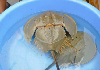 中華鱟能吃嗎？中華鱟怎么讀