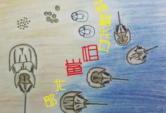 中華鱟能活多久？中華鱟最大能長(zhǎng)多大